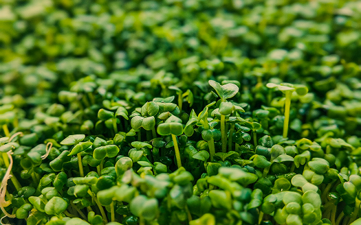 Growing Vegetables